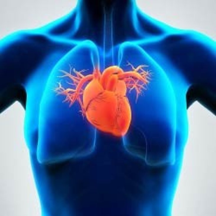Executive search cardiology, cardiac surgery, vascular surgery, vascular intervention, angiology, MIS, pneumology, pulmonology, respiratory medicine